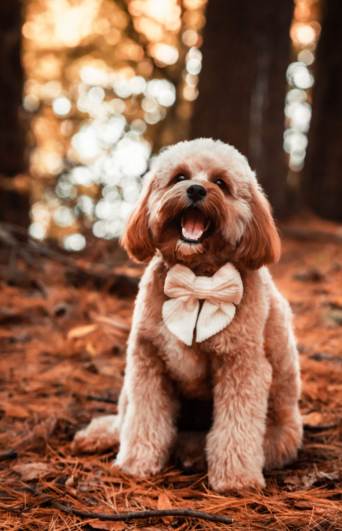 Doodle sitting in the woods pet photography