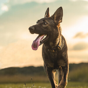 german shepherd dog walking at golden hour ct pet photography