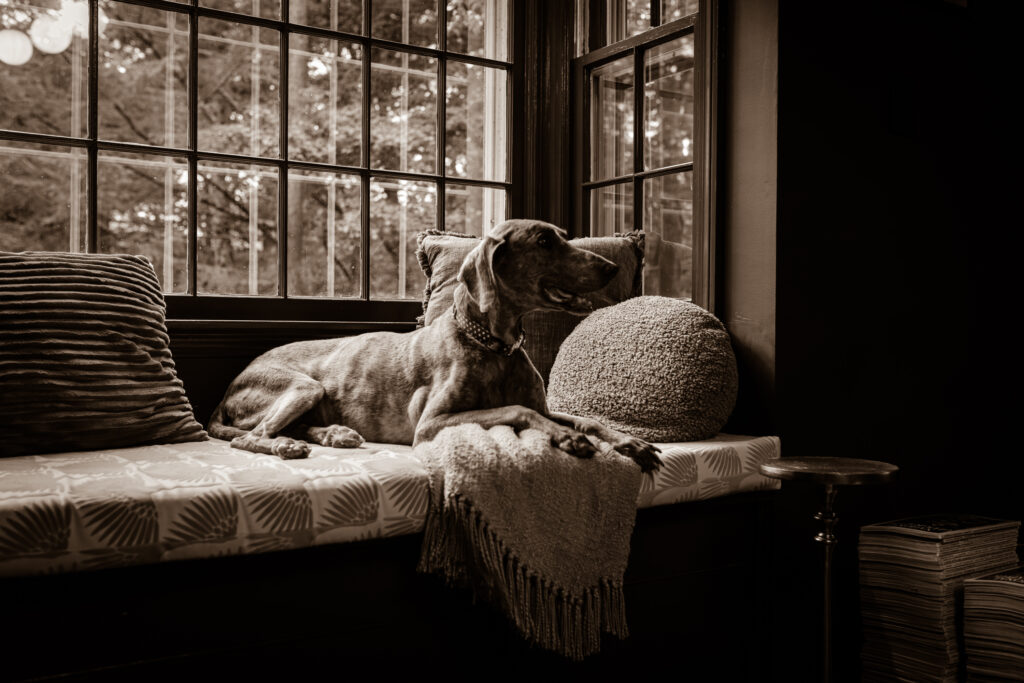 sepia photo of old dog in big window pet photography