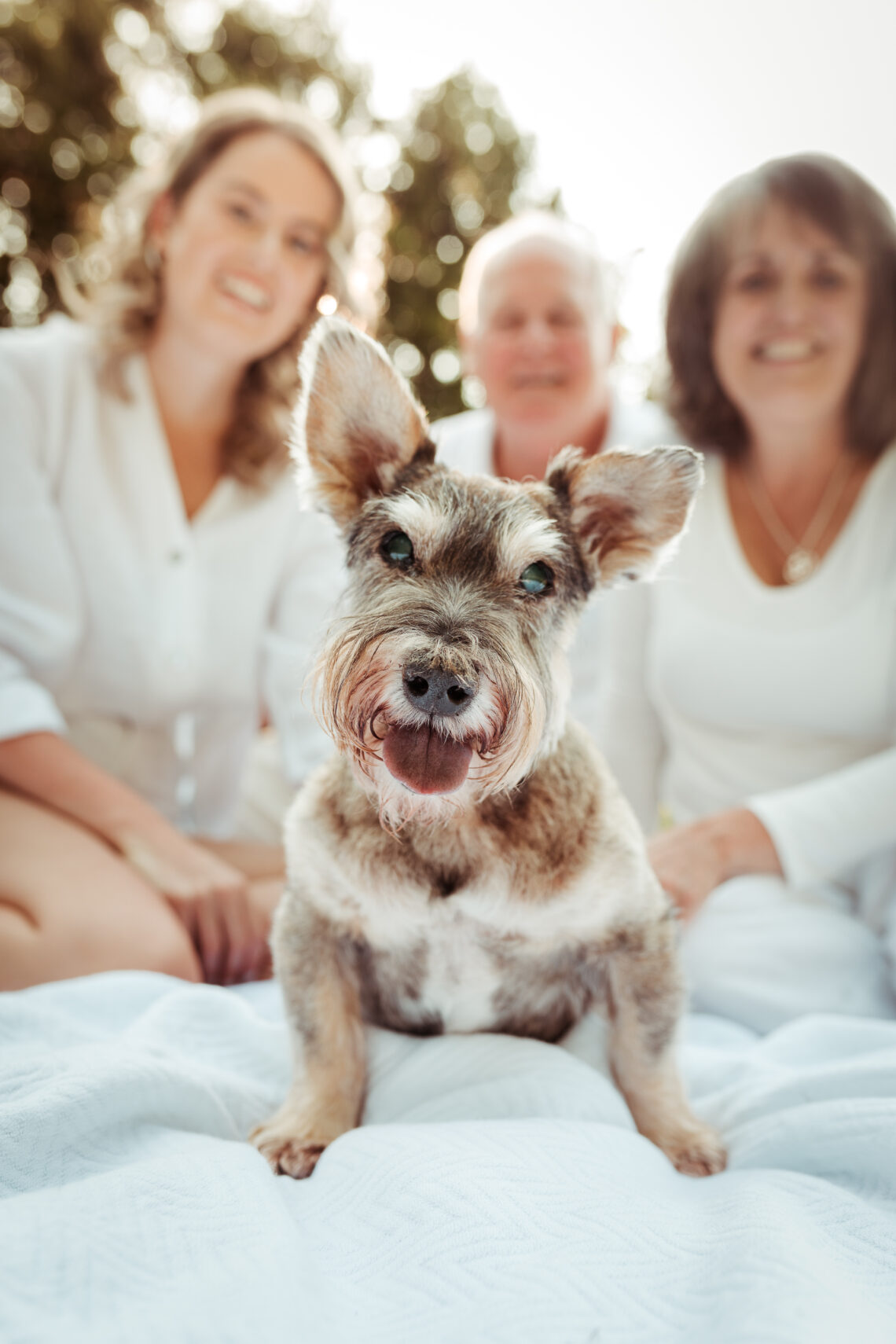 end of life photography smiling schnauzer dog with family in background pet photography