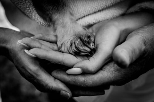 end of life photography black and white paw with hands