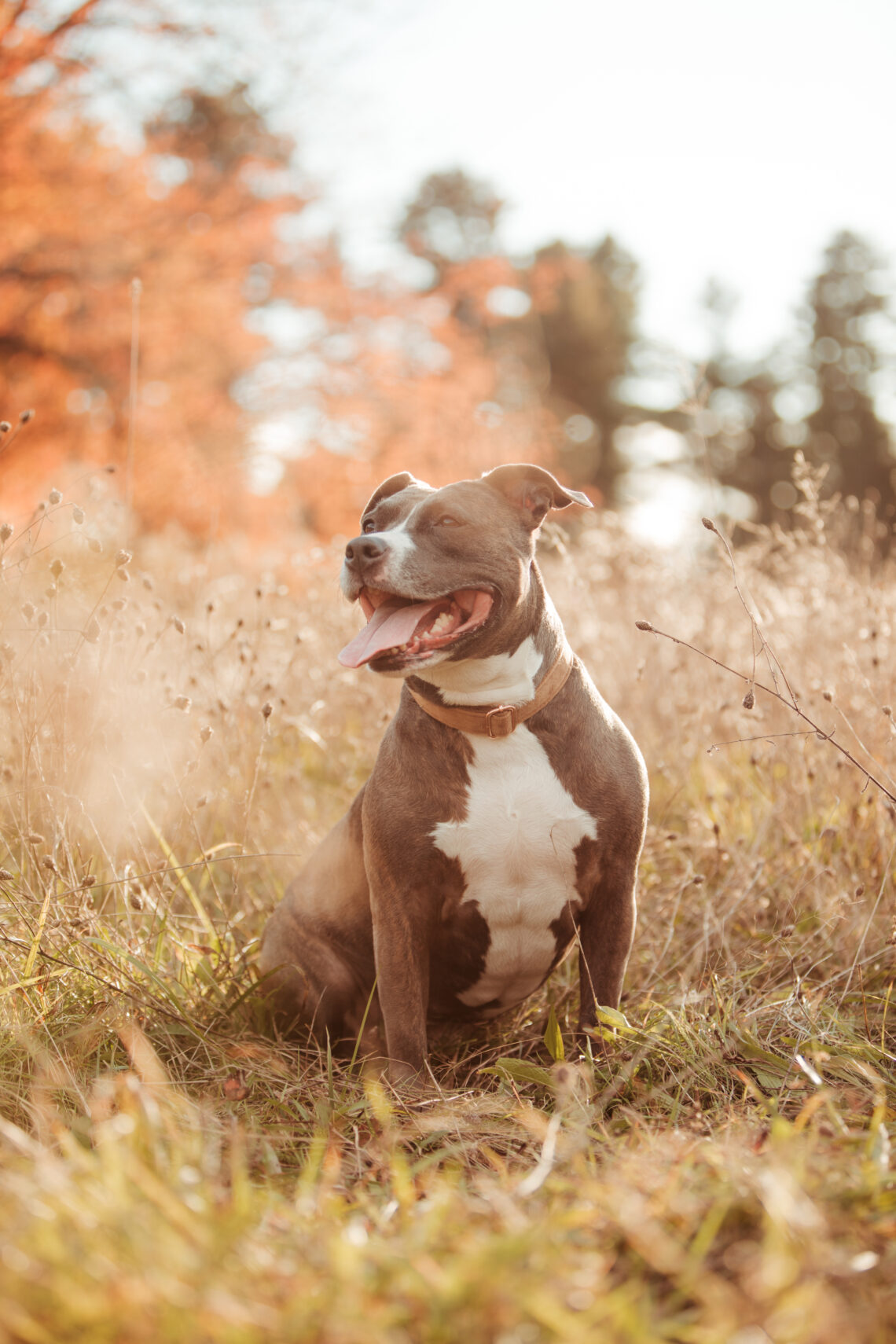 smiling pit bull puppy professional pet photography