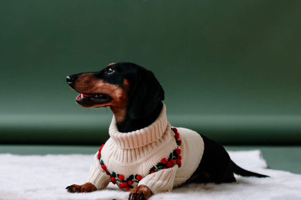 mini dachshund pup in front of green backdrop professional pet photography