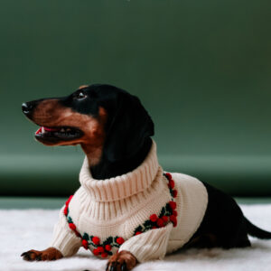 mini dachshund pup in front of green backdrop professional pet photography