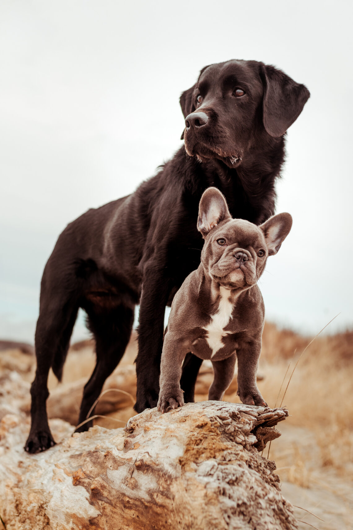 black lab and french bulldog on the beach professional photography