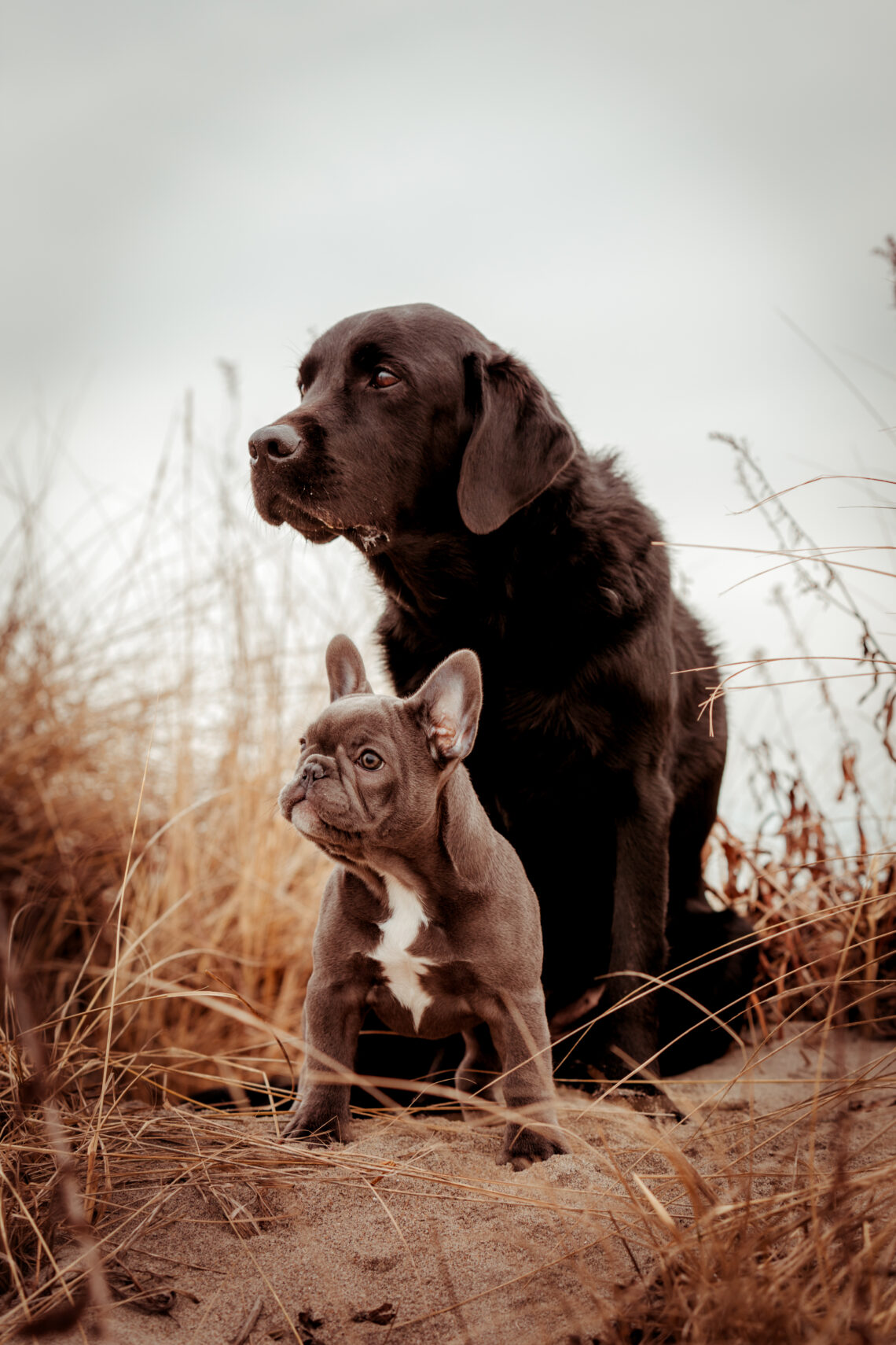 black lab and french bulldog on the beach professional photography CT