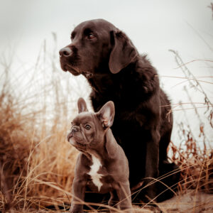 black lab and french bulldog on the beach professional photography CT