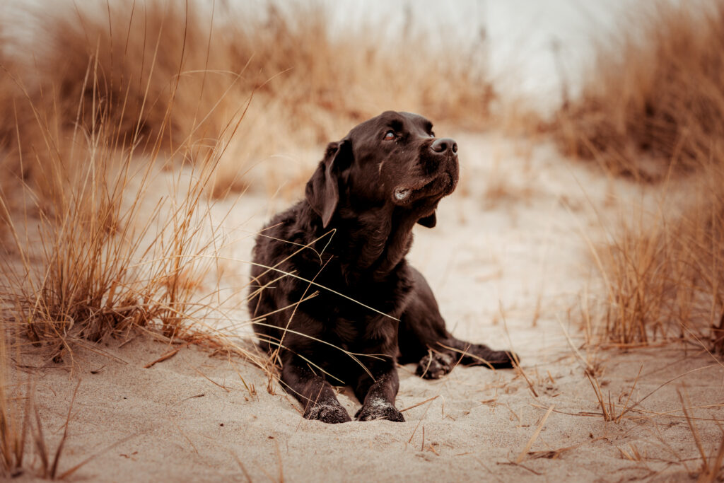 black lab on the beach professional dog photography in CT