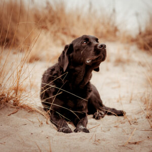 black lab on the beach professional dog photography in CT