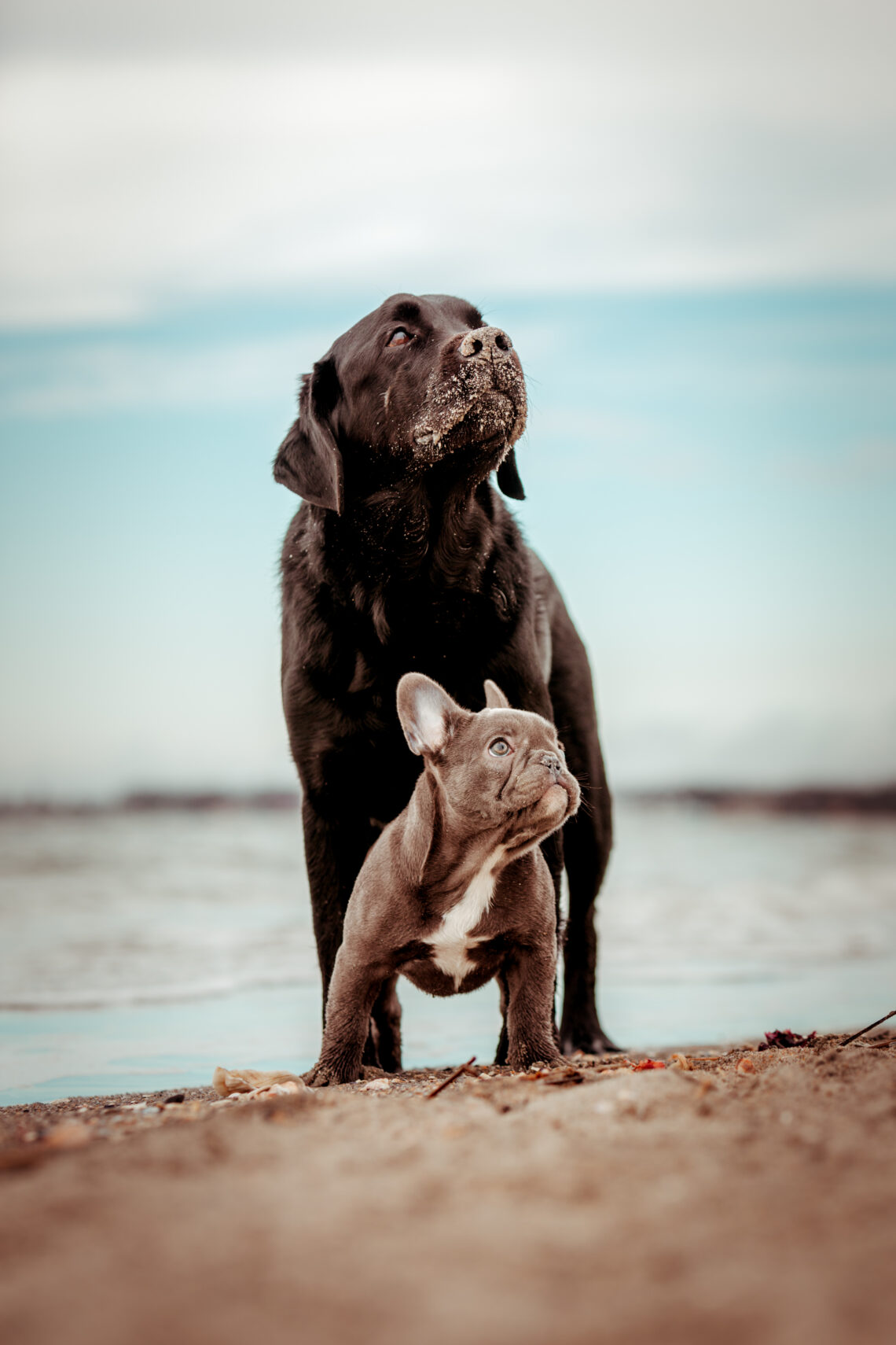black lab and french bulldog on the beach professional photography