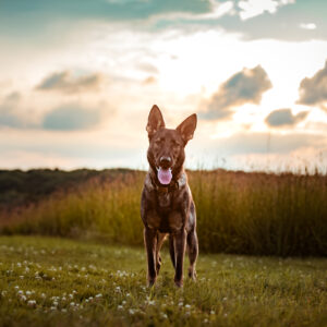 ct pet photographer german shepherd dog at golden hour professional photography