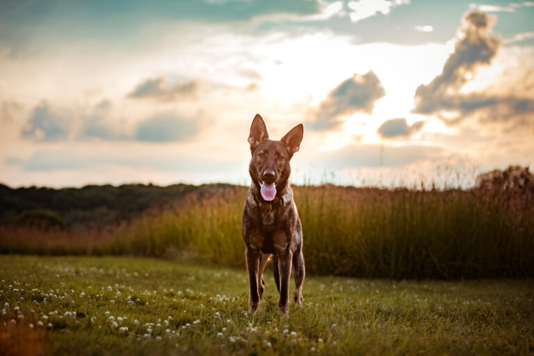 ct pet photographer german shepherd dog at golden hour professional photography