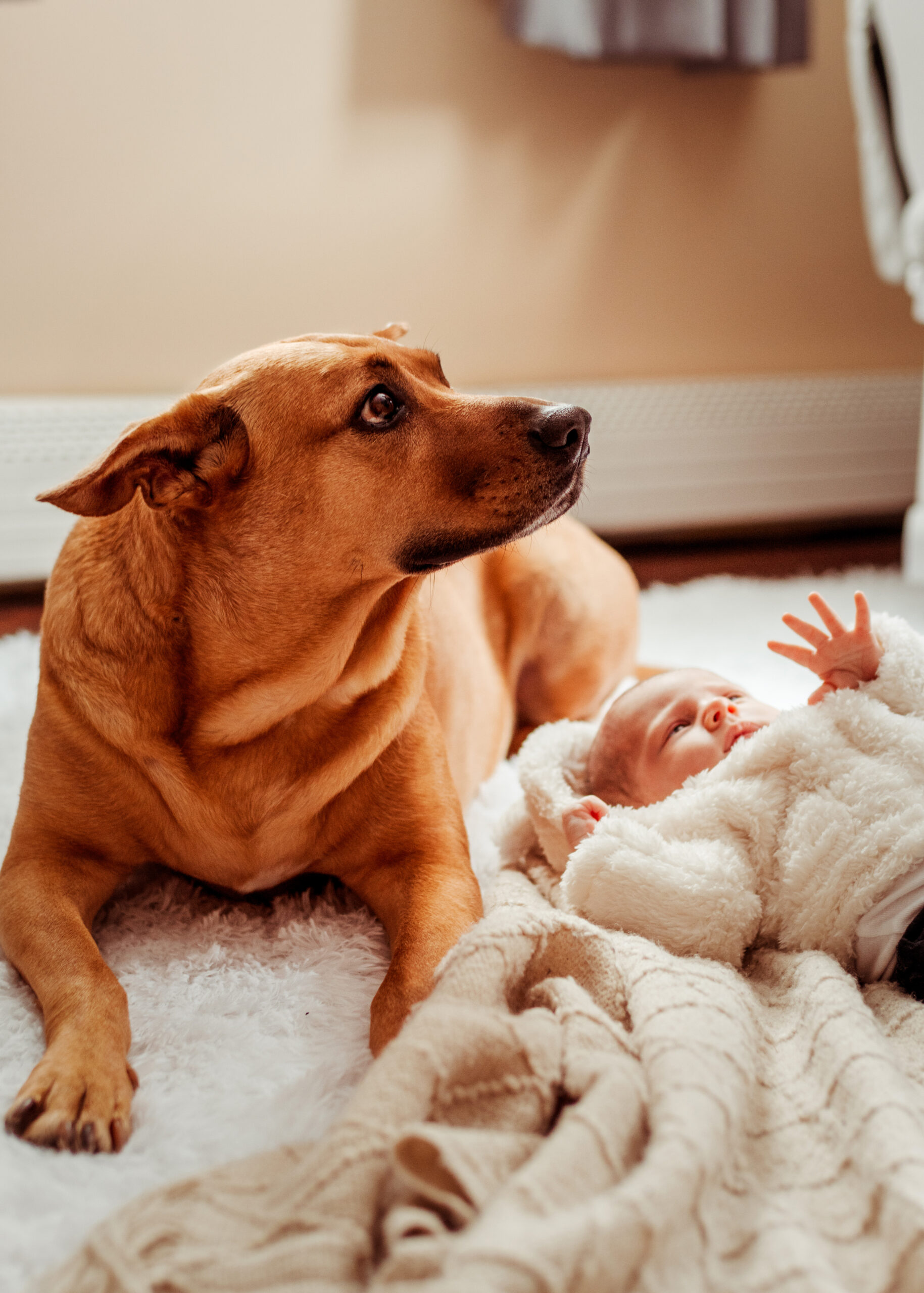 dog with newborn baby pet photography photoshoot