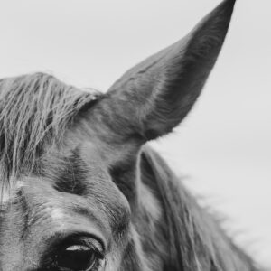 equine photography professional pet photography black and white CT