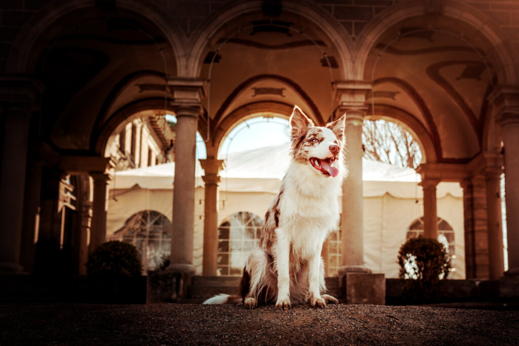 border collie professional pet photography CT lovelee paws dog pphotography