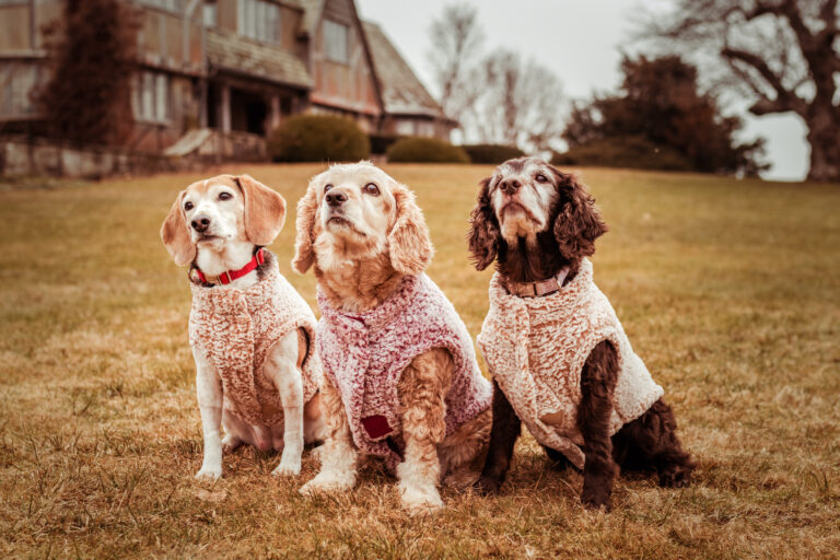 end of life pet photography celebration of life