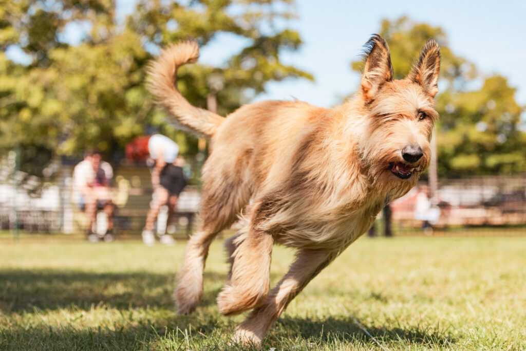 lure course photography professional action dog photography