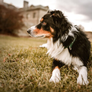 CT pet photographer professional pet photography outdoor natural lighting border collie