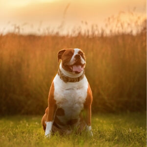 CT pet photographer professional pet photography outdoor natural lighting dog and owner