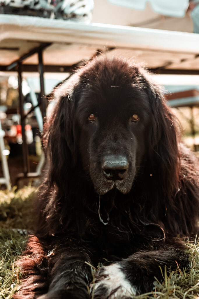 that newfoundland place fundraiser professional pet photography