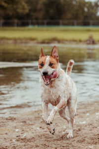 happy dog running through the beach professional CT pet photographer