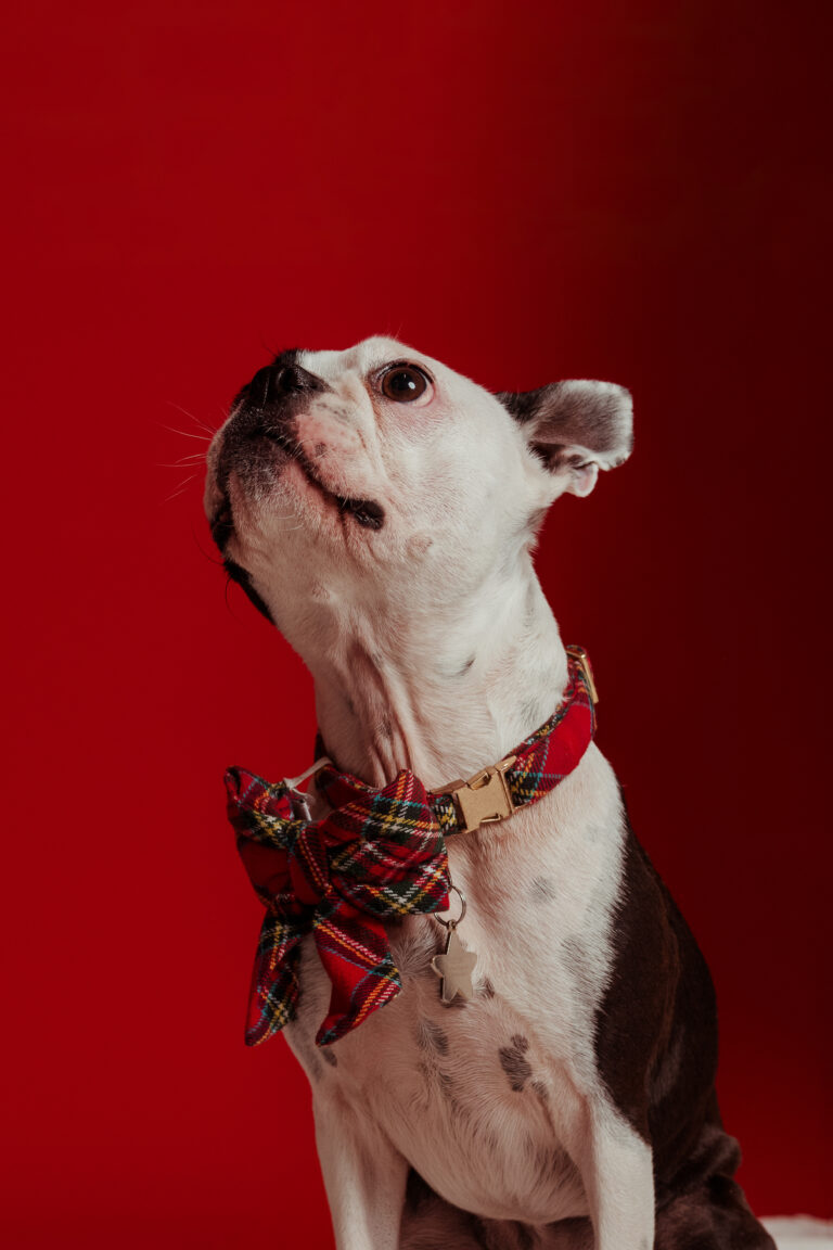Connecticut pet photography studio