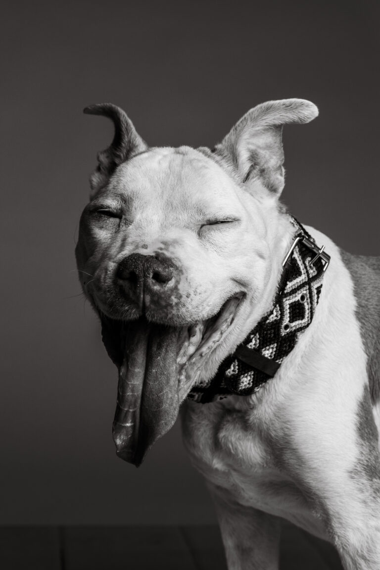 Connecticut pet photography studio