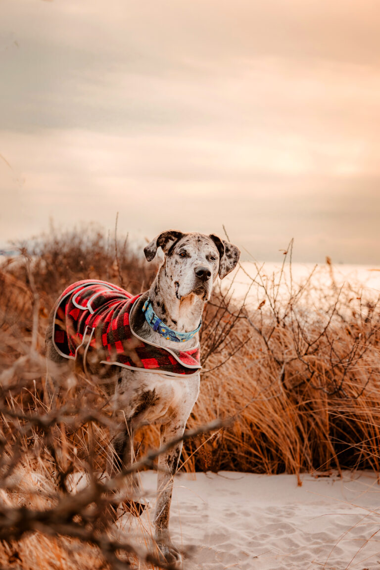 end of life photography great dane on a beach professional pet photographer CT